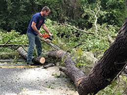 Best Tree Mulching  in Silt, CO