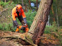 Best Arborist Consultation Services  in Silt, CO